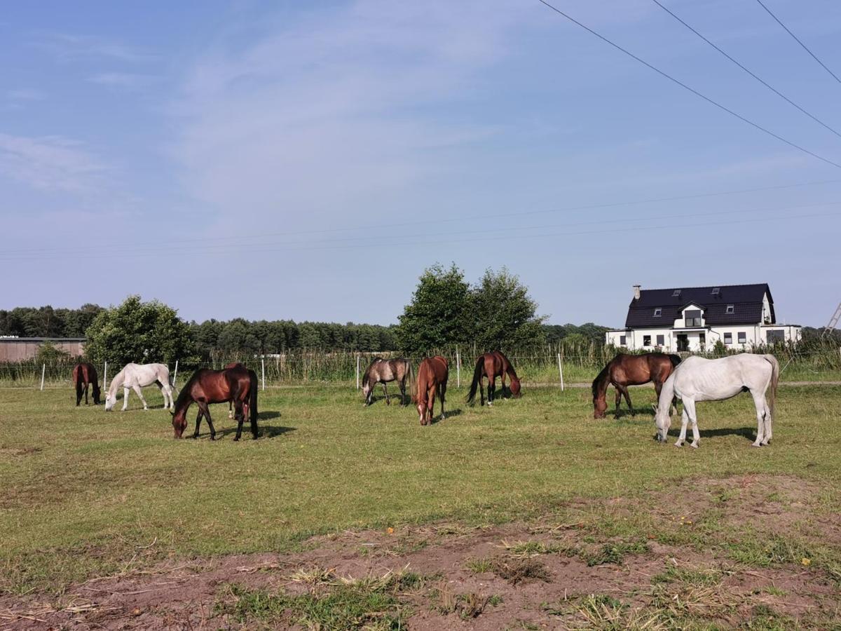 Domek Leba Nowecin Exteriér fotografie